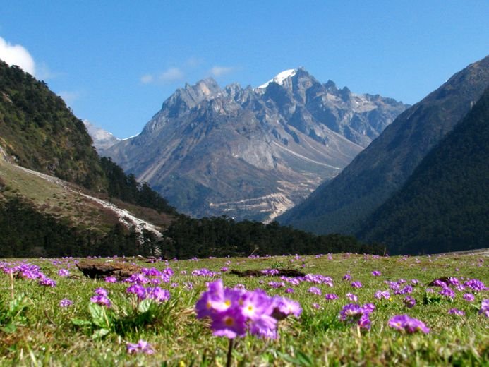 Best Time to Visit Yumthang Valley