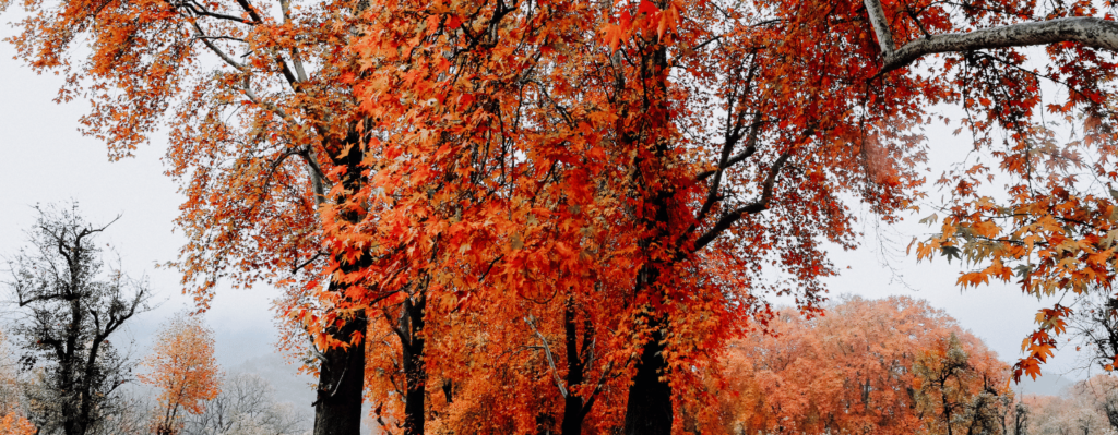 Sightseeing in Srinagar