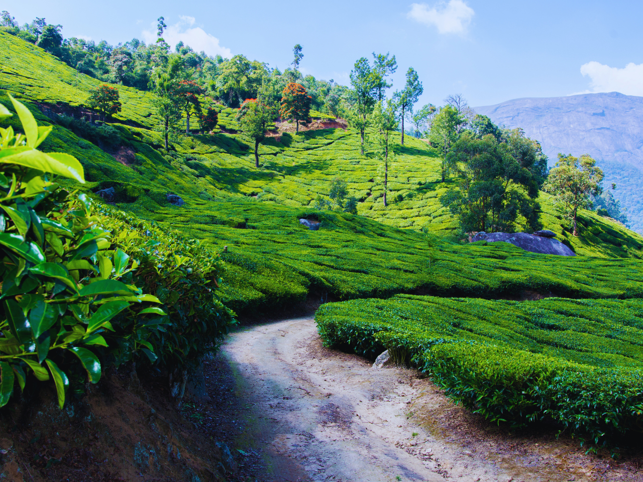 Aleppey to Munnar Tour Package