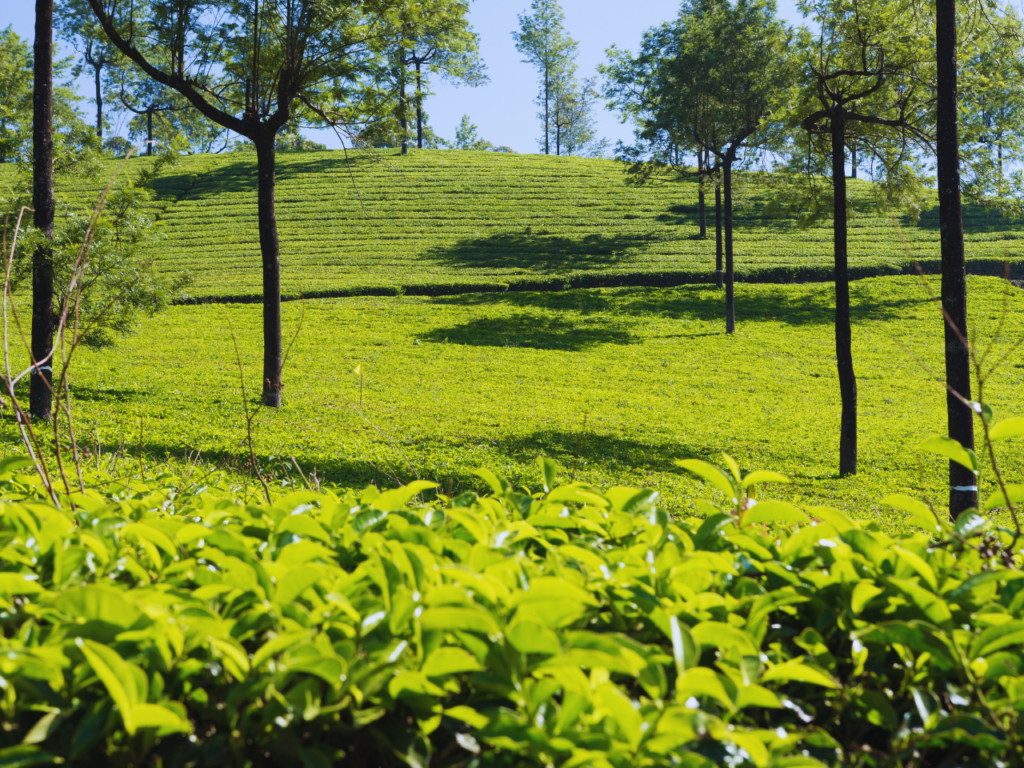 Best Time to Visit Munnar