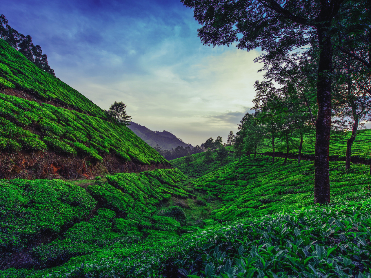 Exclusive Kerala Munnar Tour Packages