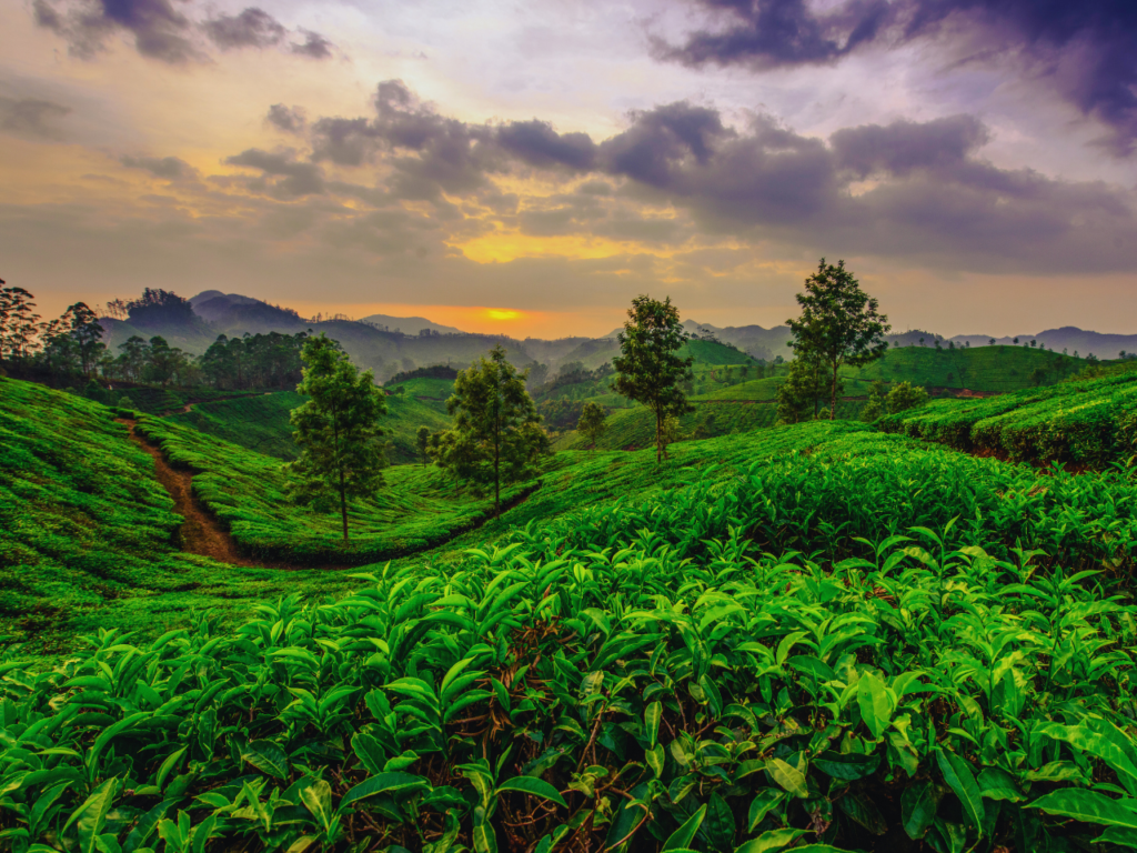 Munnar